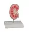 Modelo de cálculo renal, tamaño natural Erler Zimmer