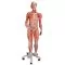 Figura con músculos de doble sexo, desmontable en 45 piezas B50