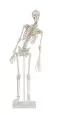Esqueleto en miniatura Fred con columna vertebral flexible y músculos numerados 3045 Erler Zimmer