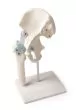 Articulación de la cadera con ligamentos Erler Zimmer