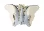 Modelo de pelvis femenina con ligamentos 4070L Erler Zimmer