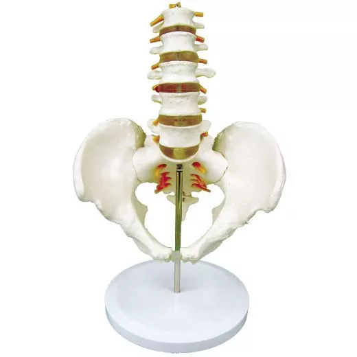 Modelo de pelvis con vértebras lumbares en 5 piezas Mediprem