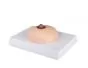 Modelo para la palpación de mama L281 Erler Zimmer