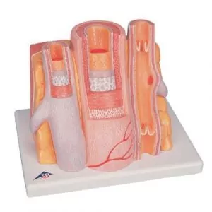 3B MICROanatomy -Arteria y Vena 3B scientific - G42