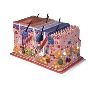 La piel, modelo en bloque, 70 veces su tamaño natural 3B scientific J13