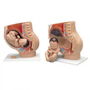 Pelvis de embarazo, 3 piezas. L20 3B scientific