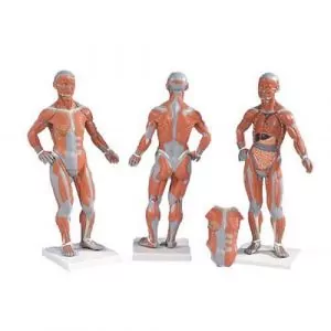 Figura muscular, 1/3 de su tamaño natural 3B scientific B59