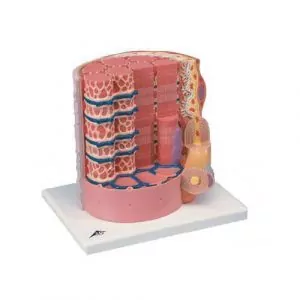 3B scientific MICROanatomy™ Fibra muscular - a 10.000 aumentos B60