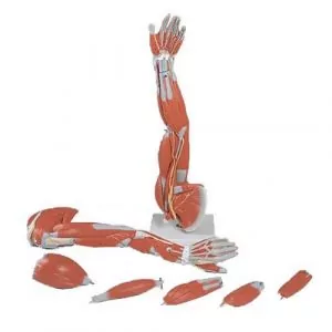 Brazo con músculos diseccionables, desmontable en 6 piezas 3B scientific M10