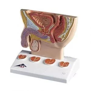 Modelo de la próstata 3B - K41