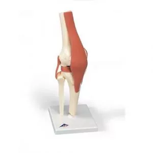 Modelo funcional de la articulación de la rodilla 3B scientific A82/1