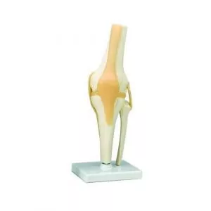 Articulación de la Rodilla - Modelo Funcional 3B - A82