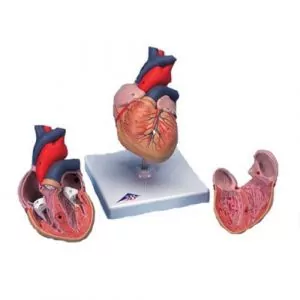 Corazon clásico en 2 piezas G08 3B scientific