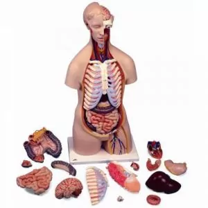Torso clásico asexuado, 16 partes 3B - B11