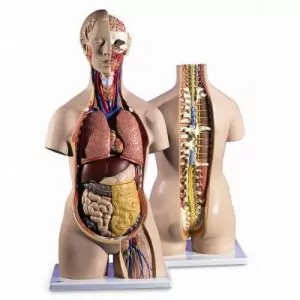 Torso clásico con espalda abierta, 18 partes 3B - B19