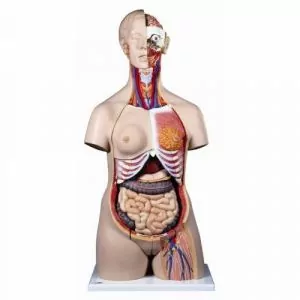 Torso de lujo bisexuado en 24 partes 3B - B32