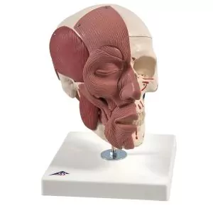 Cráneo con músculos faciales A300 3B Scientific
