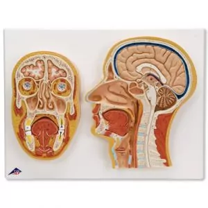 Corte Medial y Frontal de la Cabeza C13