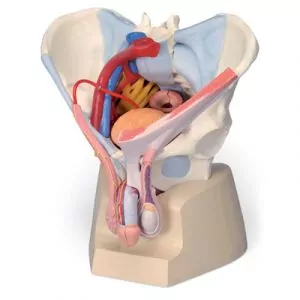 Pelvis masculina en tres piezas 3B Scientific H21/3