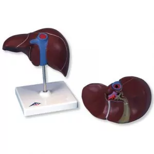 Hígado con vesícula biliar K25