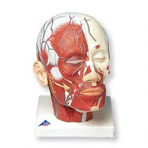 Musculatura de la Cabeza con Vasos Sanguíneos VB128