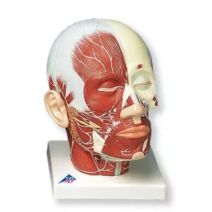 Musculatura de la Cabeza con Nervios VB129