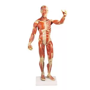 Modelo anatómico del sistema muscular, escala de 1/3 de la altura natural B90 Erler Zimmer