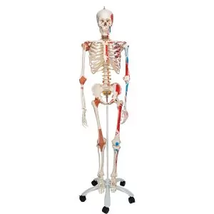 Esqueleto de lujo Sam 3B scientific, en soporte con ruedas A13