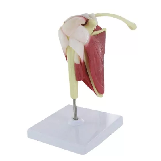 Modelo de la articulación del hombro humano Mediprem