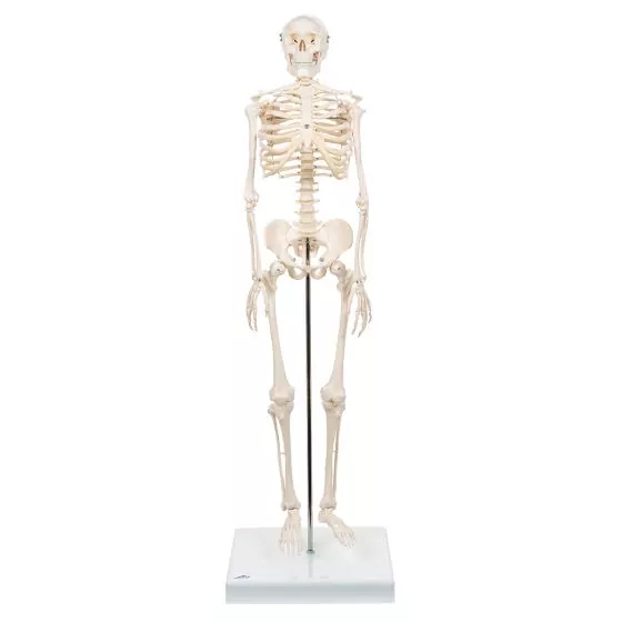 Esqueleto Miniatura “Shorty“, sobre zócalo A18 3B scientific 
