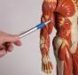 Modelo anatómico del sistema muscular, escala de 1/3 de la altura natural B90 Erler Zimmer