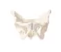 Pelvis masculina con sacro 4052 Erler Zimmer